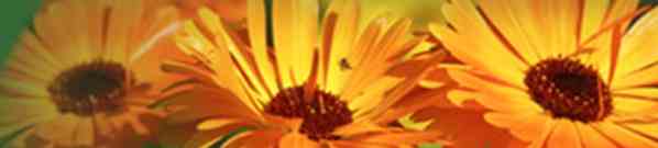 the garden marketplace logo - abriachan nurseries